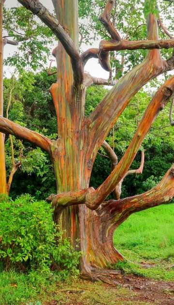 Färgrikt eukalyptusträd. Pussel online