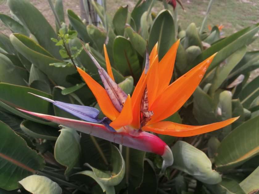 Blomma pussel online från foto
