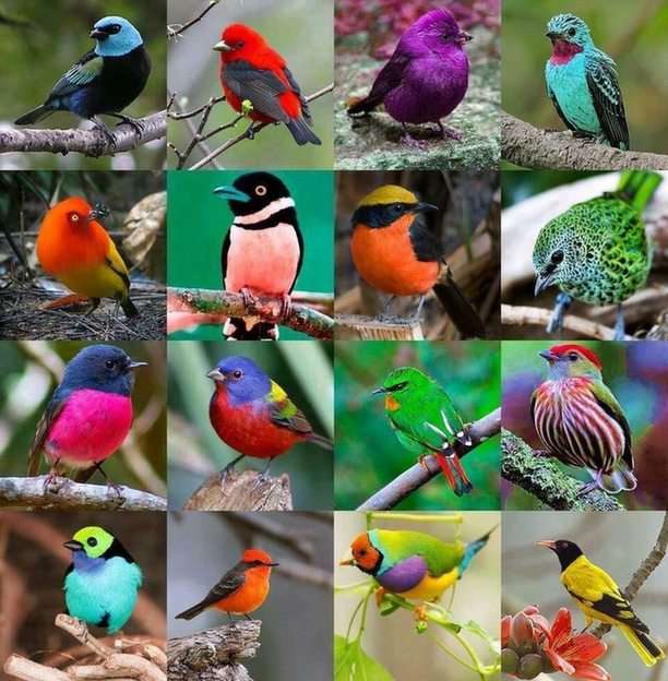 Птахи скласти пазл онлайн з фото