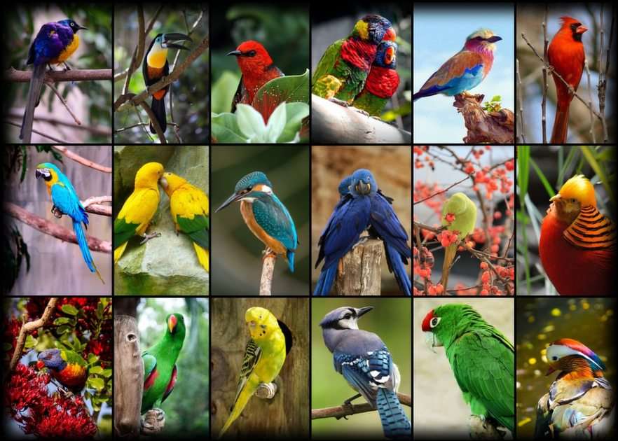 Ptáci pokračování puzzle online z fotografie