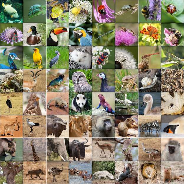 plus d'animaux puzzle en ligne à partir d'une photo