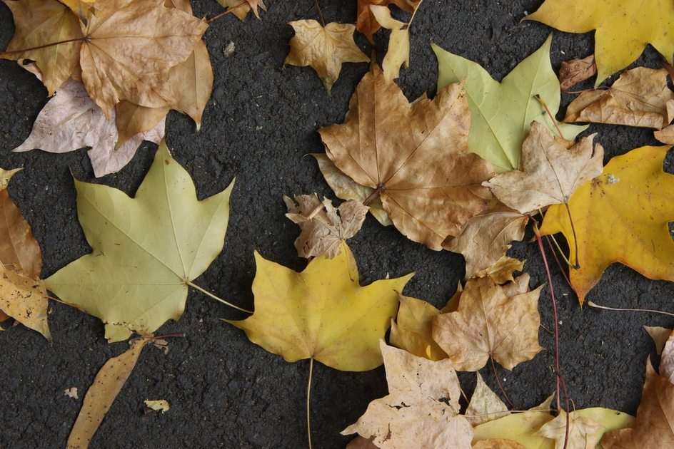 Foglie autunno puzzle online din fotografie
