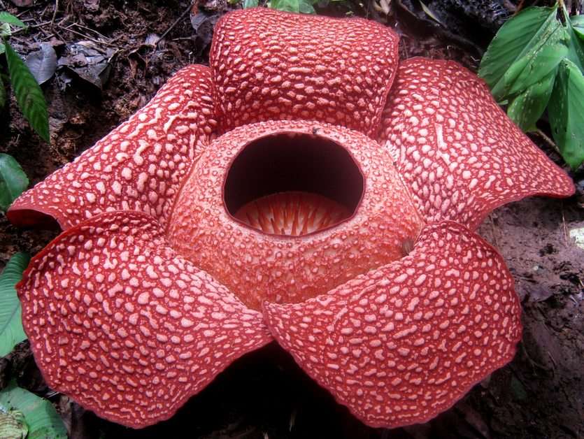 Rafflesia pussel online från foto