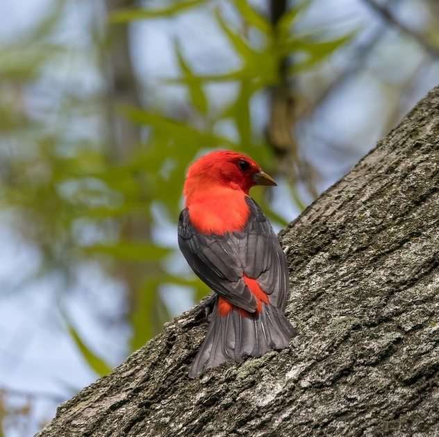 Male Scarlet Tanager puzzle online from photo