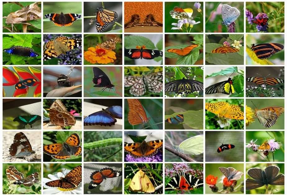 Пеперуди онлайн пъзел от снимка