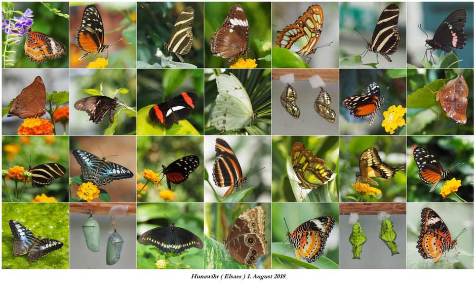 Fjärilar Pussel online