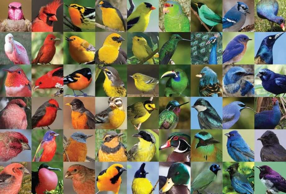 A madarak puzzle online fotóról