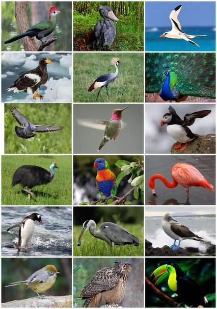 Птиците онлайн пъзел от снимка