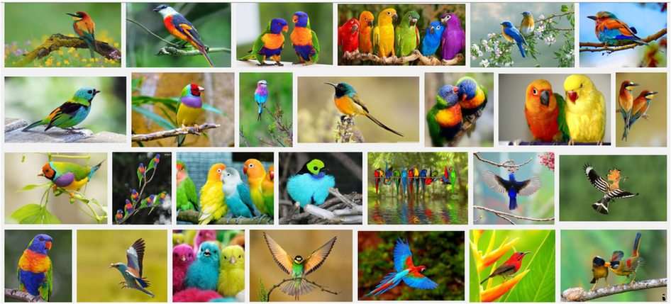 Păsările puzzle online din fotografie