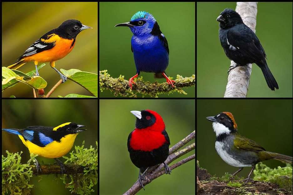 Os pássaros puzzle online a partir de fotografia