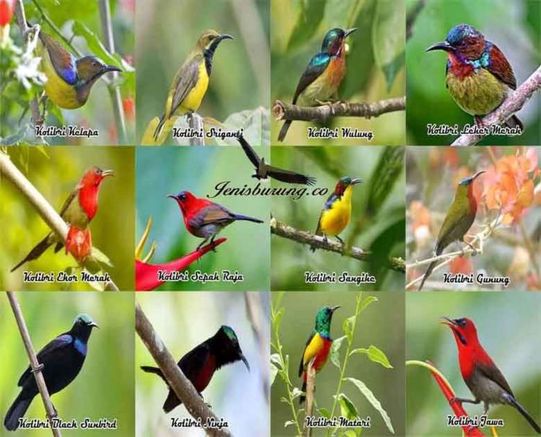 Păsările puzzle online