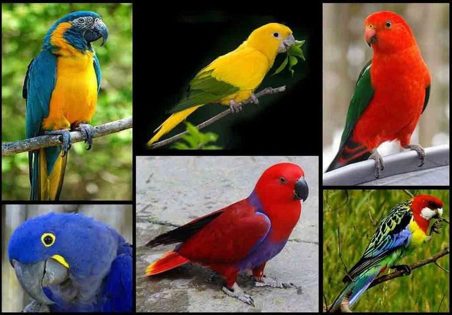 A madarak puzzle online fotóról