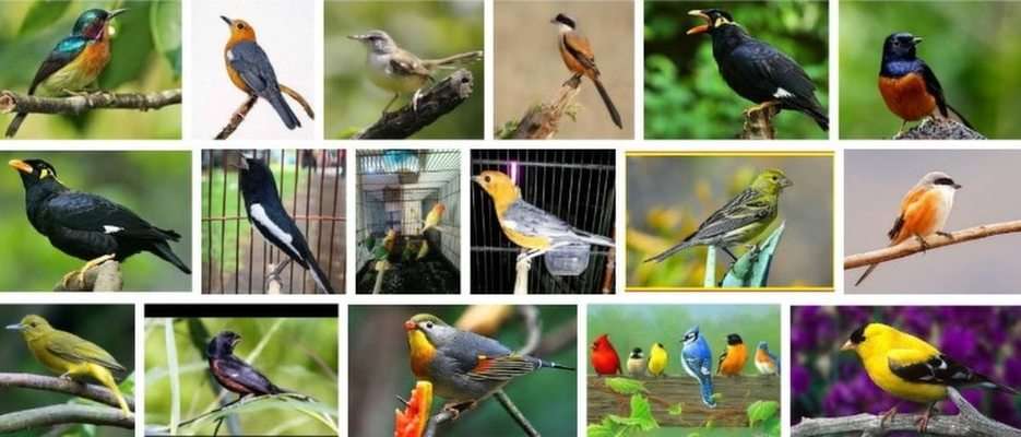Ptáci online puzzle