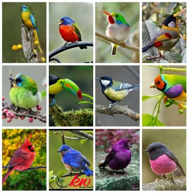 Păsările puzzle online din fotografie