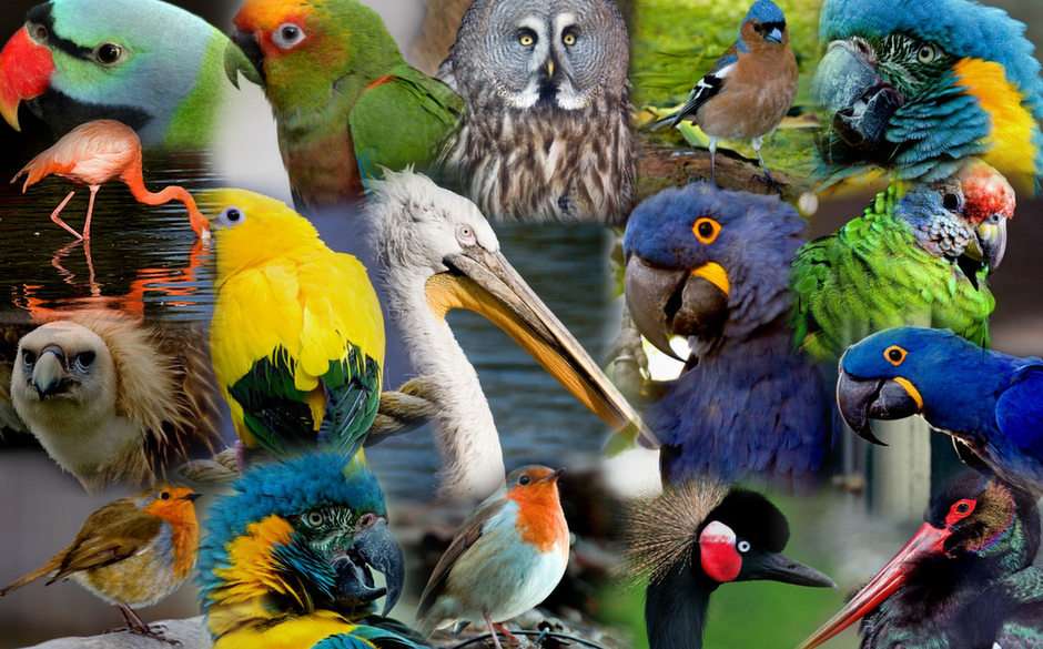 Die Vögel Online-Puzzle vom Foto