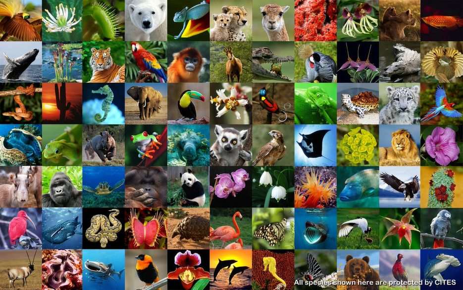 animale de companie puzzle online din fotografie