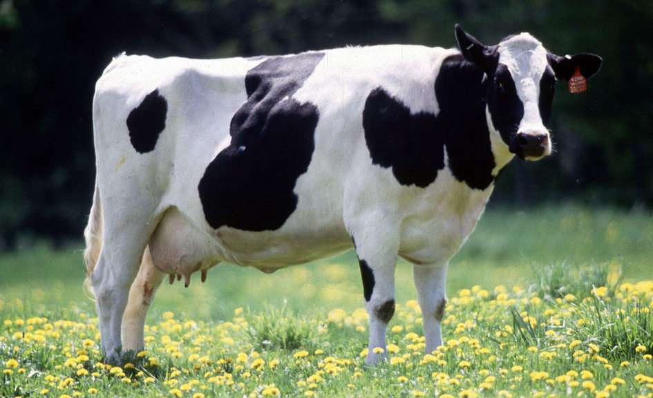 vache puzzle à partir d'une photo