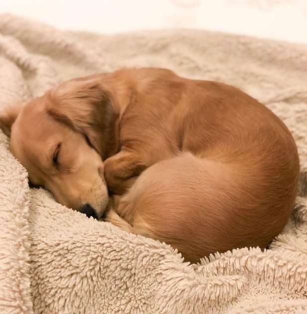 Sleeping dog puzzle online from photo