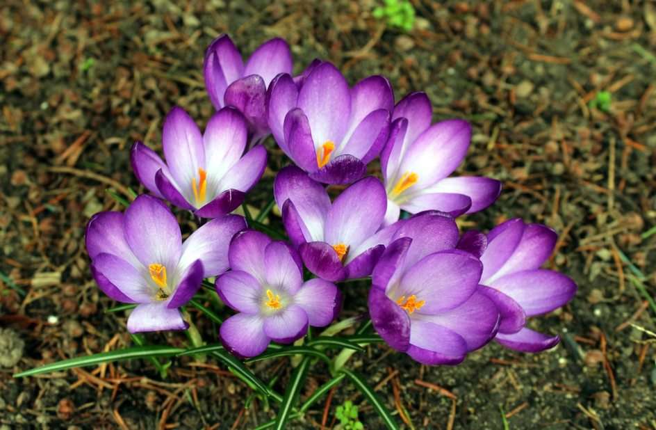 Crocuses for class 3c :) puzzle online from photo