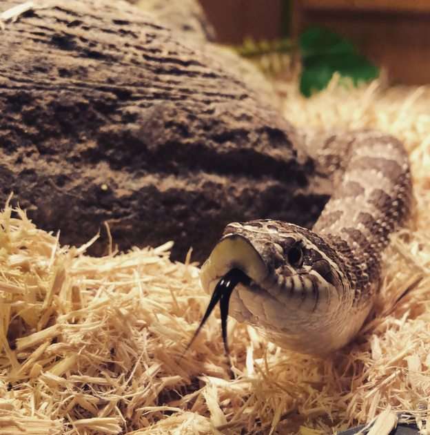 Копач | Западна хогнозна змия онлайн пъзел от снимка