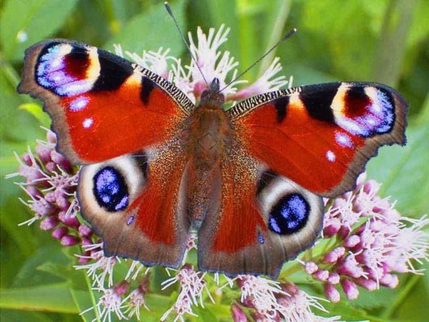 Kleurrijke vlinder online puzzel
