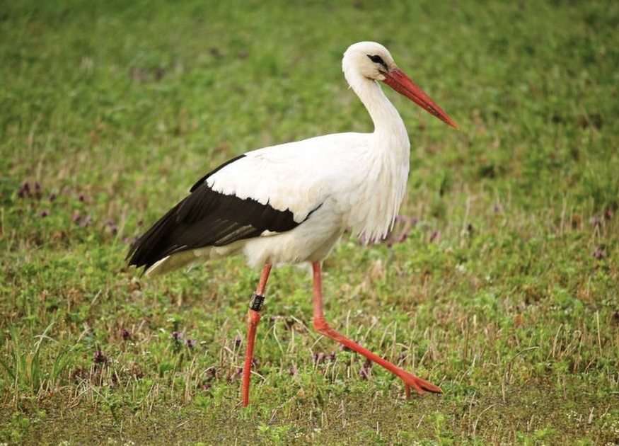 Stork puzzle online from photo