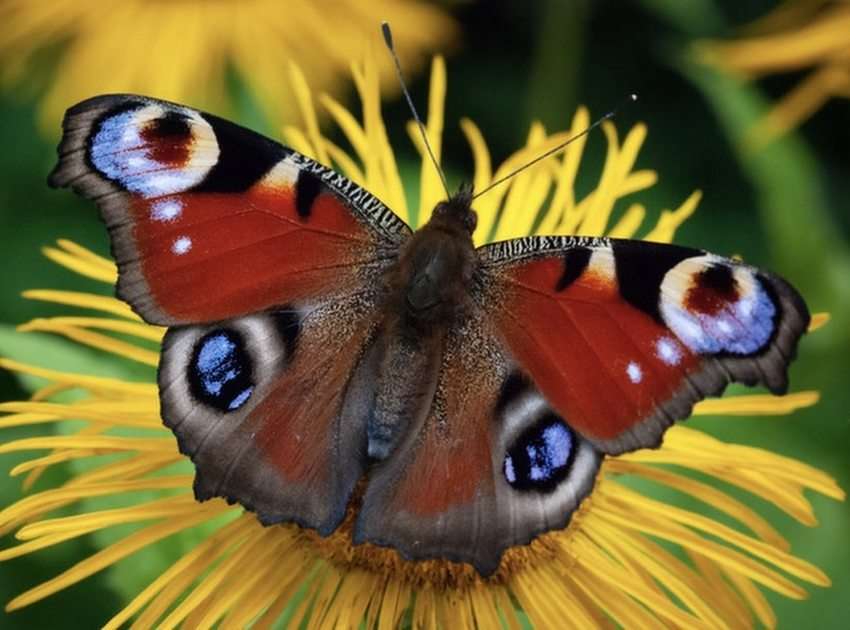 Mariposa en la flor rompecabezas en línea