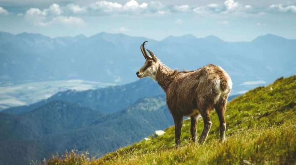 Дива коза Tatra онлайн пъзел