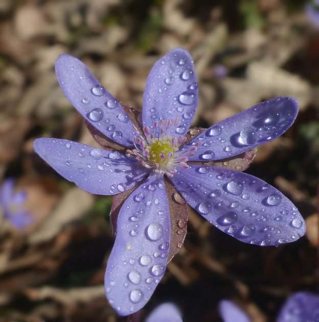 Virág puzzle online fotóról
