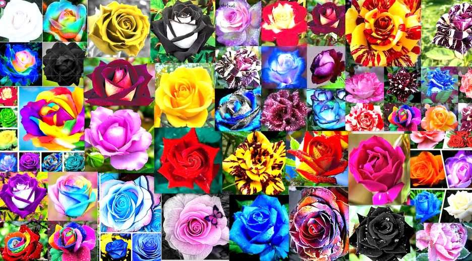 πολύχρωμα τριαντάφυλλα παζλ online από φωτογραφία