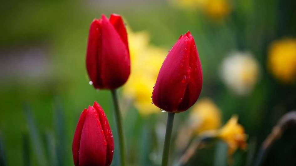 Red tulips puzzle online from photo