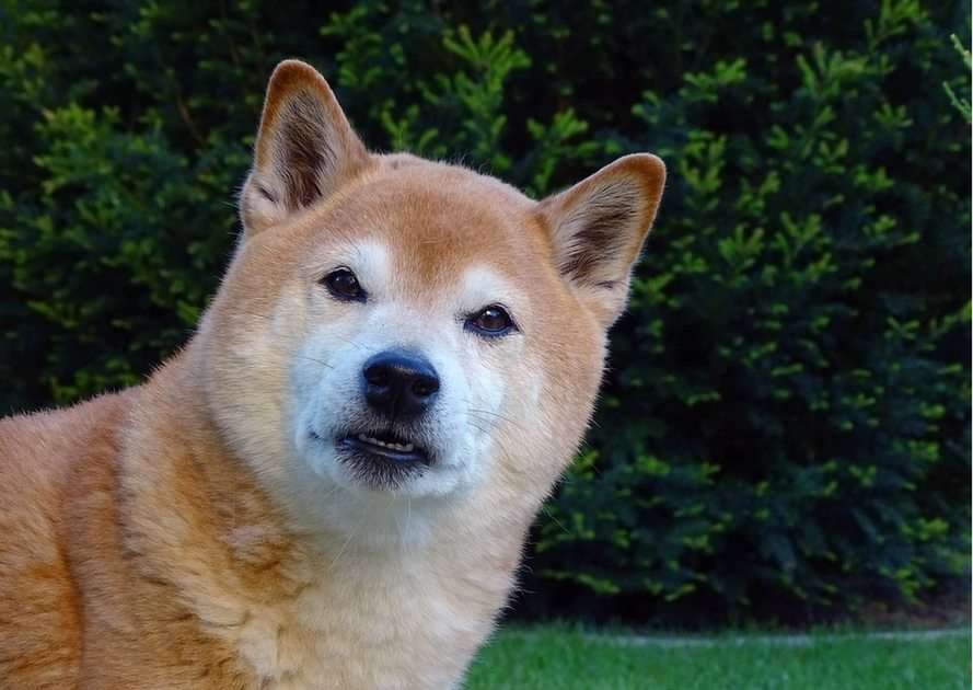 Hund pussel online från foto