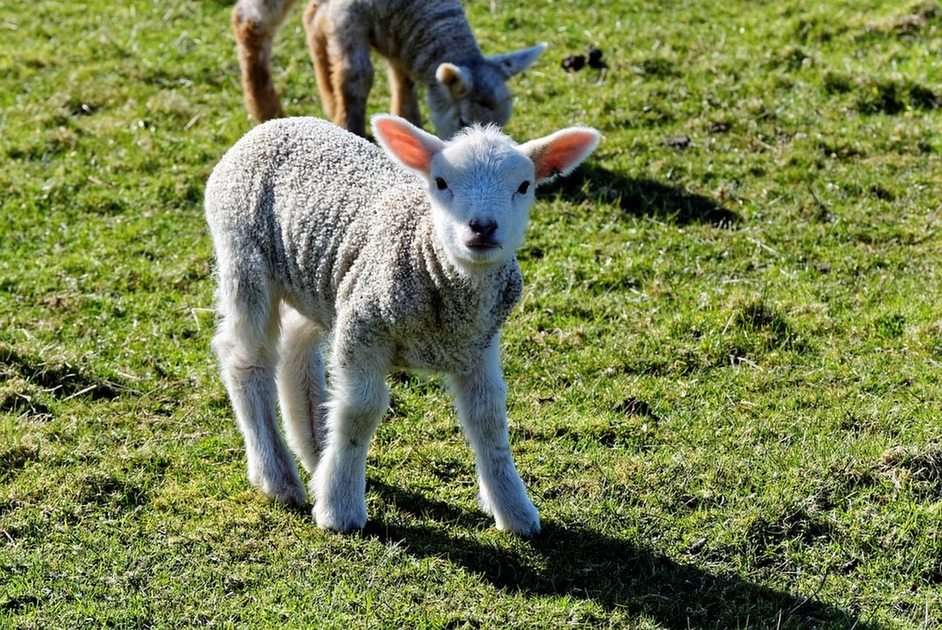 Πρόβατο online παζλ
