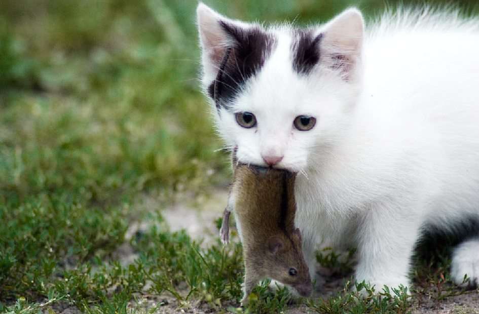 Котка с мишка. онлайн пъзел от снимка