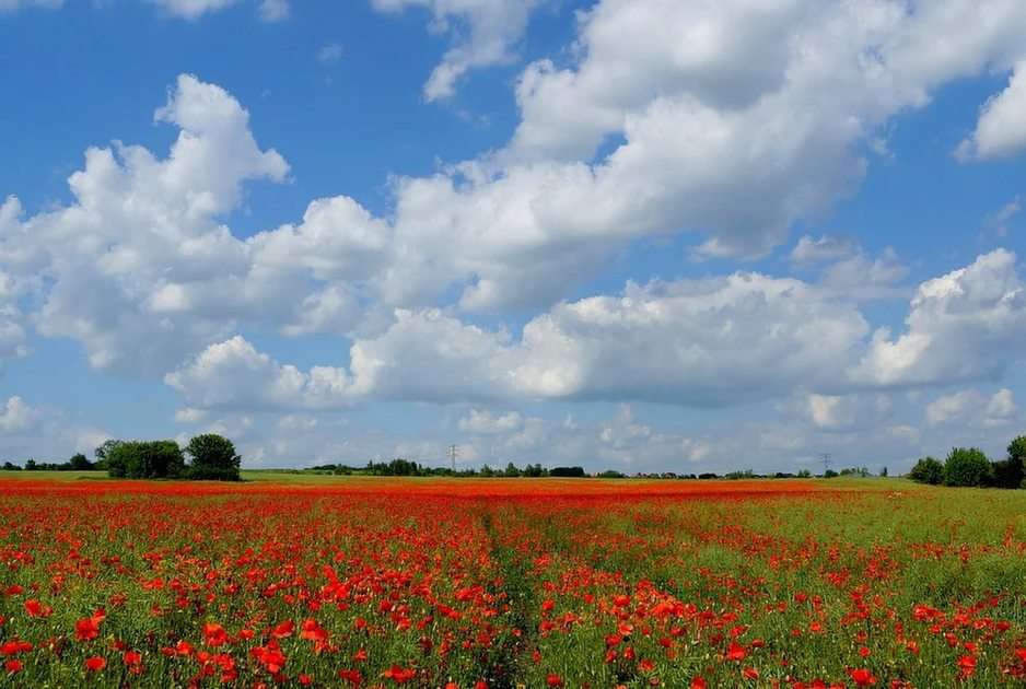 Poppy field. puzzle online from photo