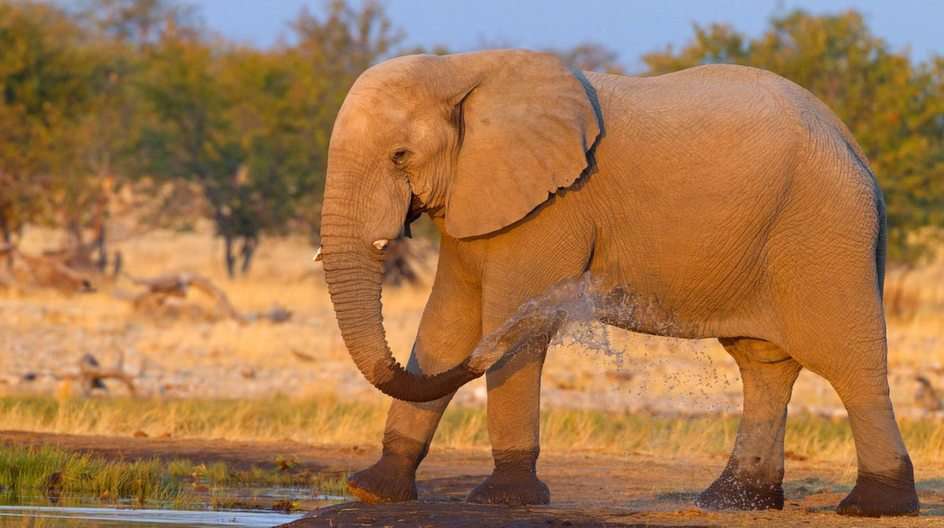 Ελέφαντας online παζλ