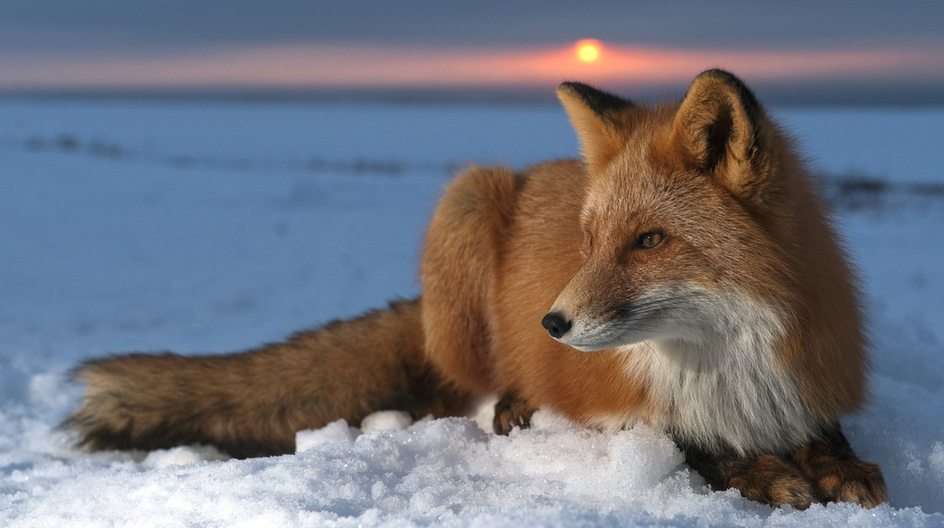 Fox en la nieve rompecabezas en línea
