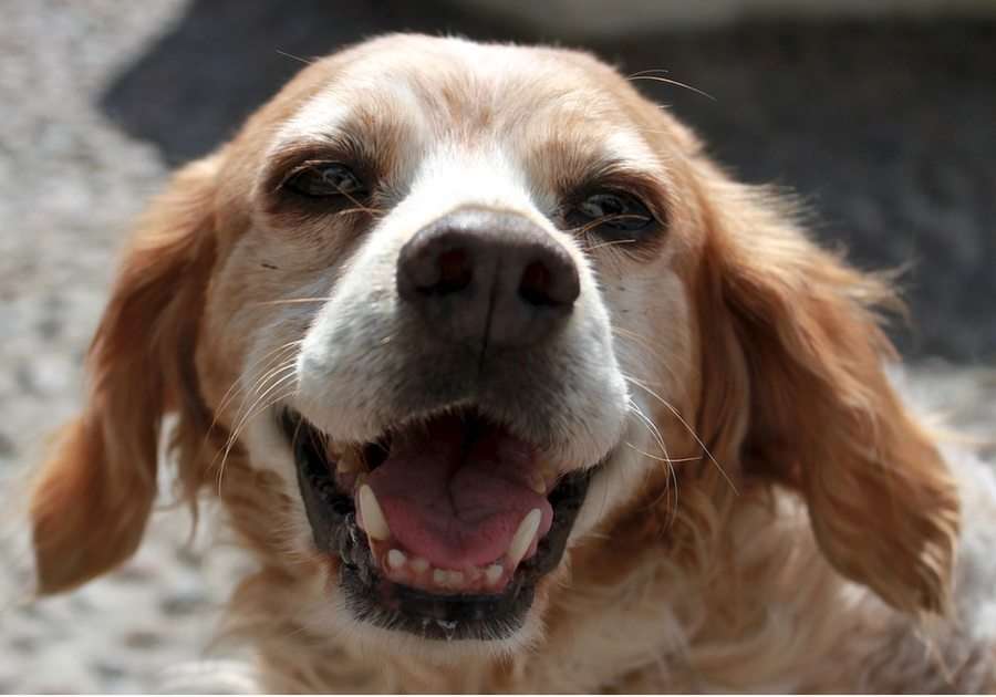 Un câine mic vesel puzzle online