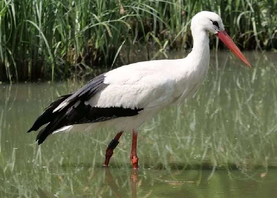 Stork pussel online från foto