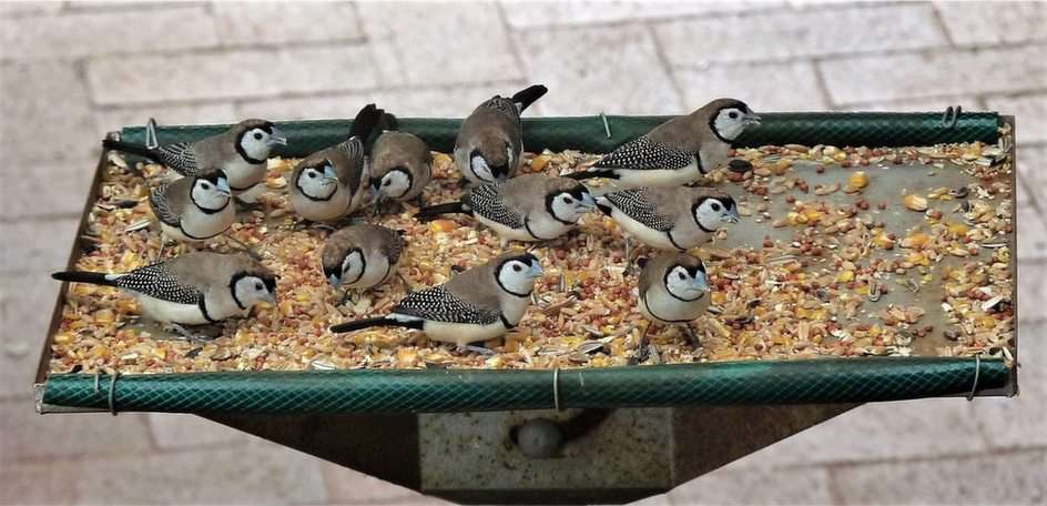Finches By The Dozen pussel online från foto