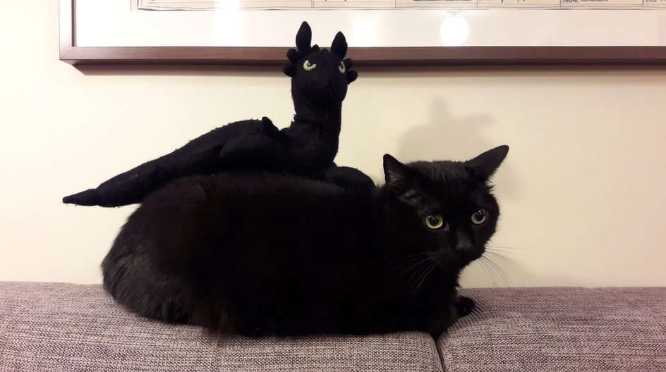 Är dessa två katter? pussel online från foto