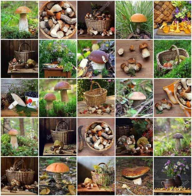 Mushrooms puzzle
