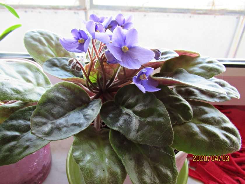 African violet puzzle online from photo