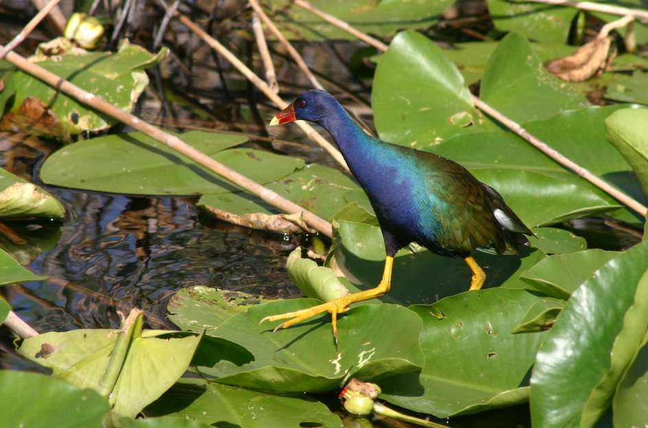 Purple Gallinule puzzle online from photo