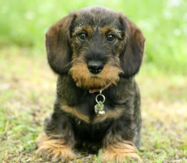 dachshund puzzle online from photo