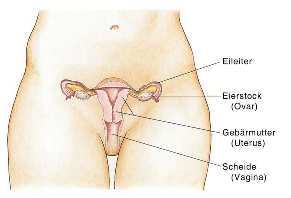 Innere Geschlechtsorgane der Frau pussel online från foto
