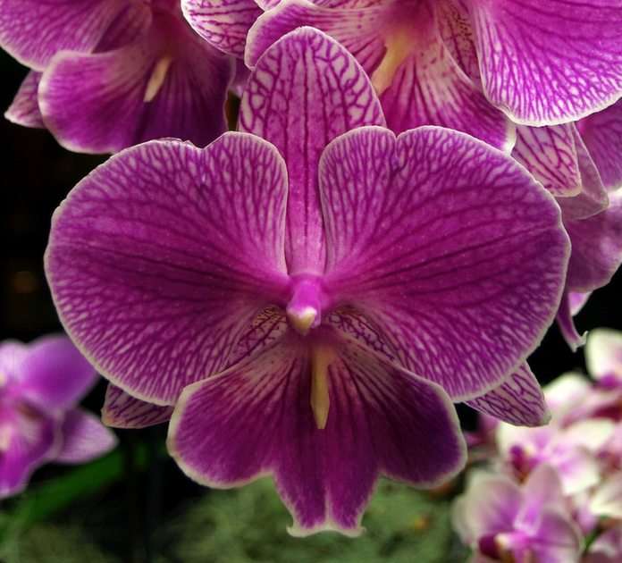 Showbench Phalaenopsis puzzle online from photo