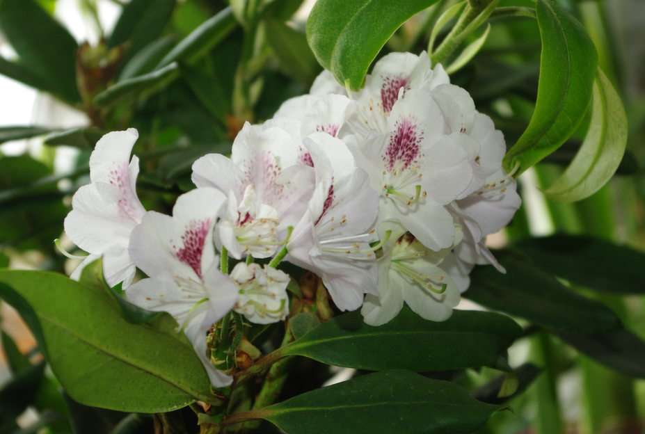Rhododendron Pussel online
