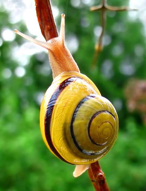 grove snail puzzle online from photo