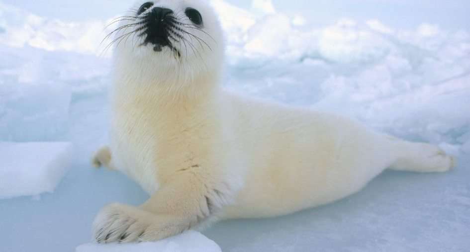 Cucciolo di foca онлайн пъзел